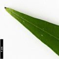SpeciesSub: f. longifolia